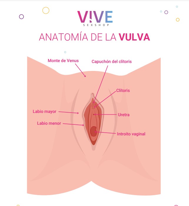 Vulva-vive.jpg