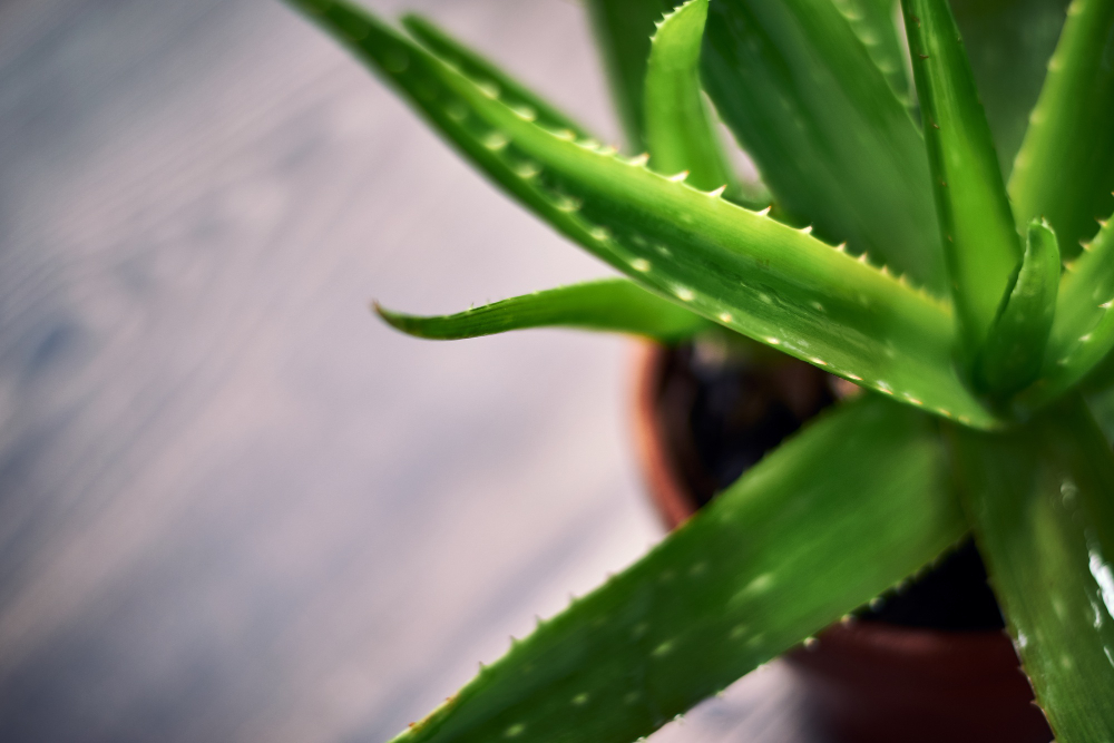 ¿Sirve el Aloe Vera como lubricante?