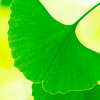 ginkgo.png