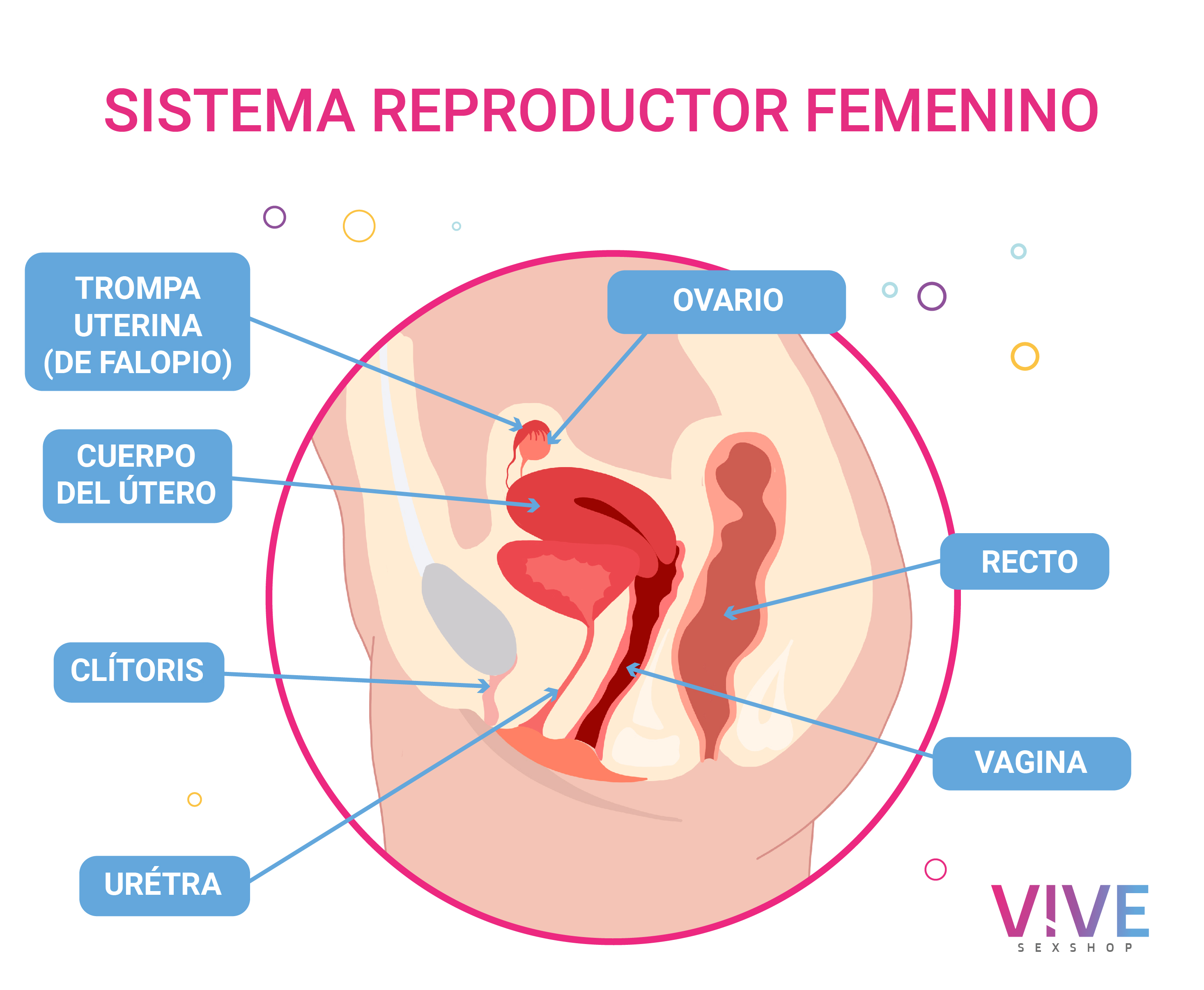 sistema-reproductor-femenino-vive.jpg