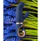 Gentley Vibrador Punto G Caribbean Blue nº1